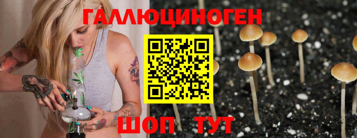 Галлюциногенные грибы Psilocybe Вышний Волочёк
